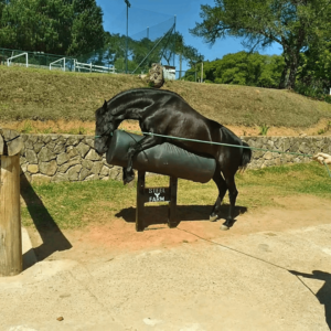 Manequim coletor de sêmen equino