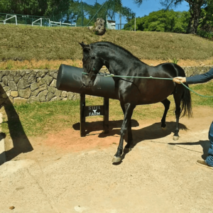 Manequim coletor de sêmen equino