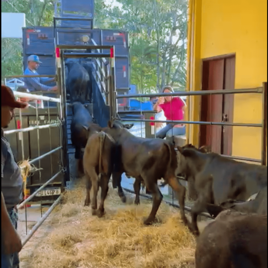 curral bovino de aço móvel: